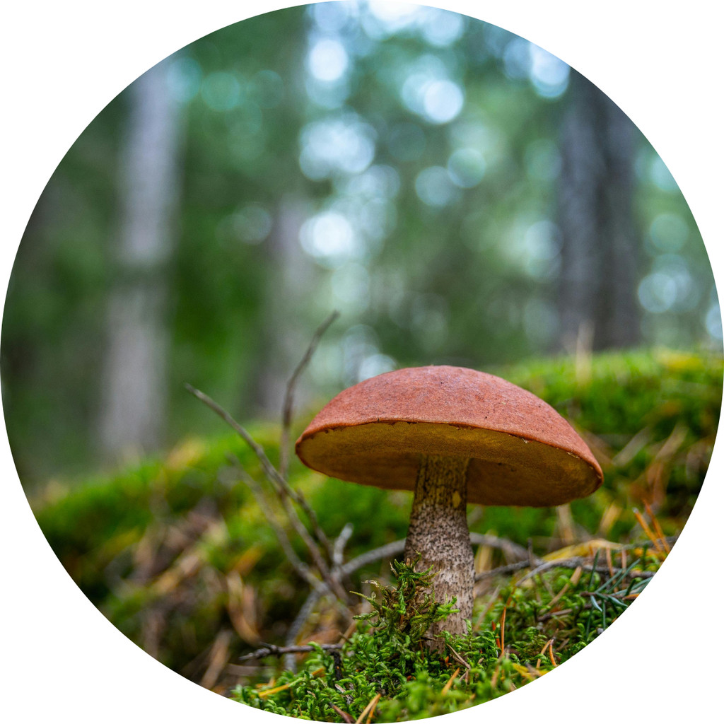 Pilz-Exkursion: die faszinierende Welt der Pilze Sommerkurs