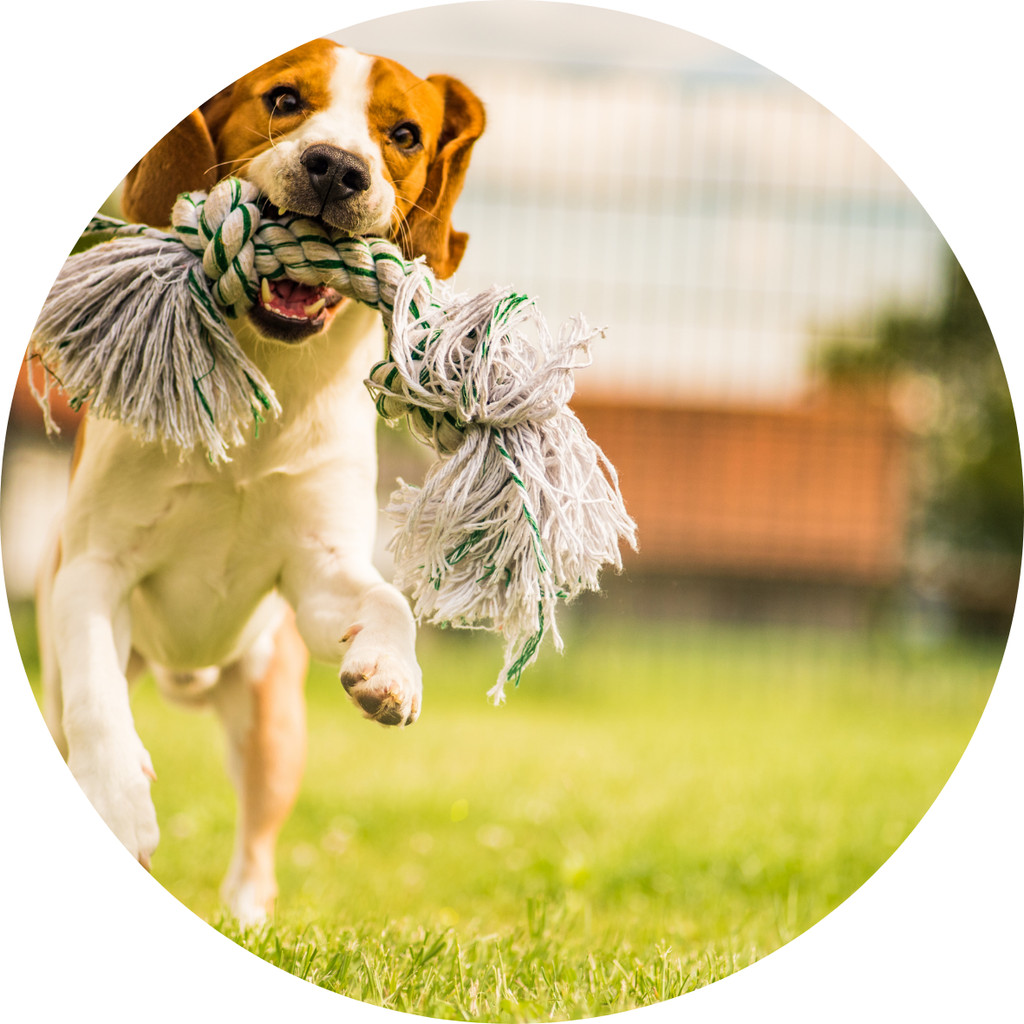 Spielverhalten von Hunden
