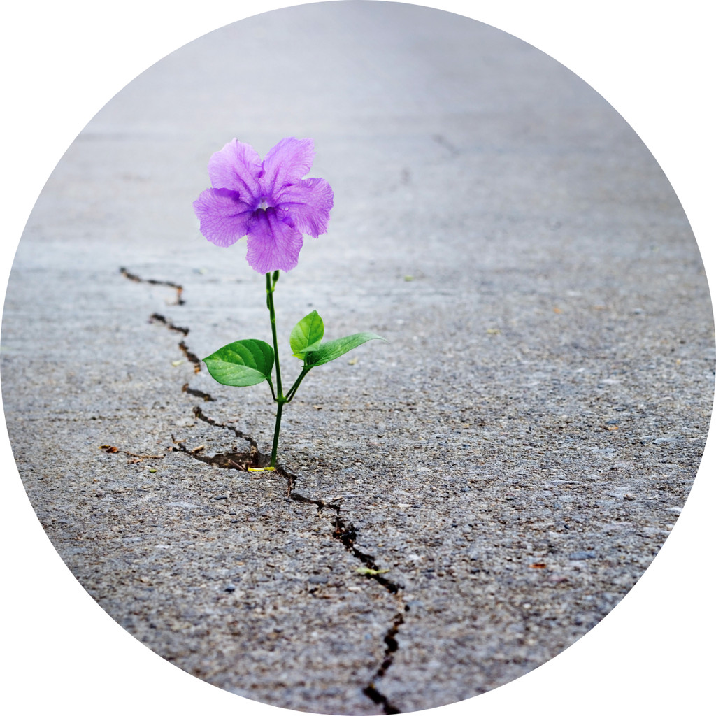 Resilienz – die eigenen Ressourcen pflegen und nutzen