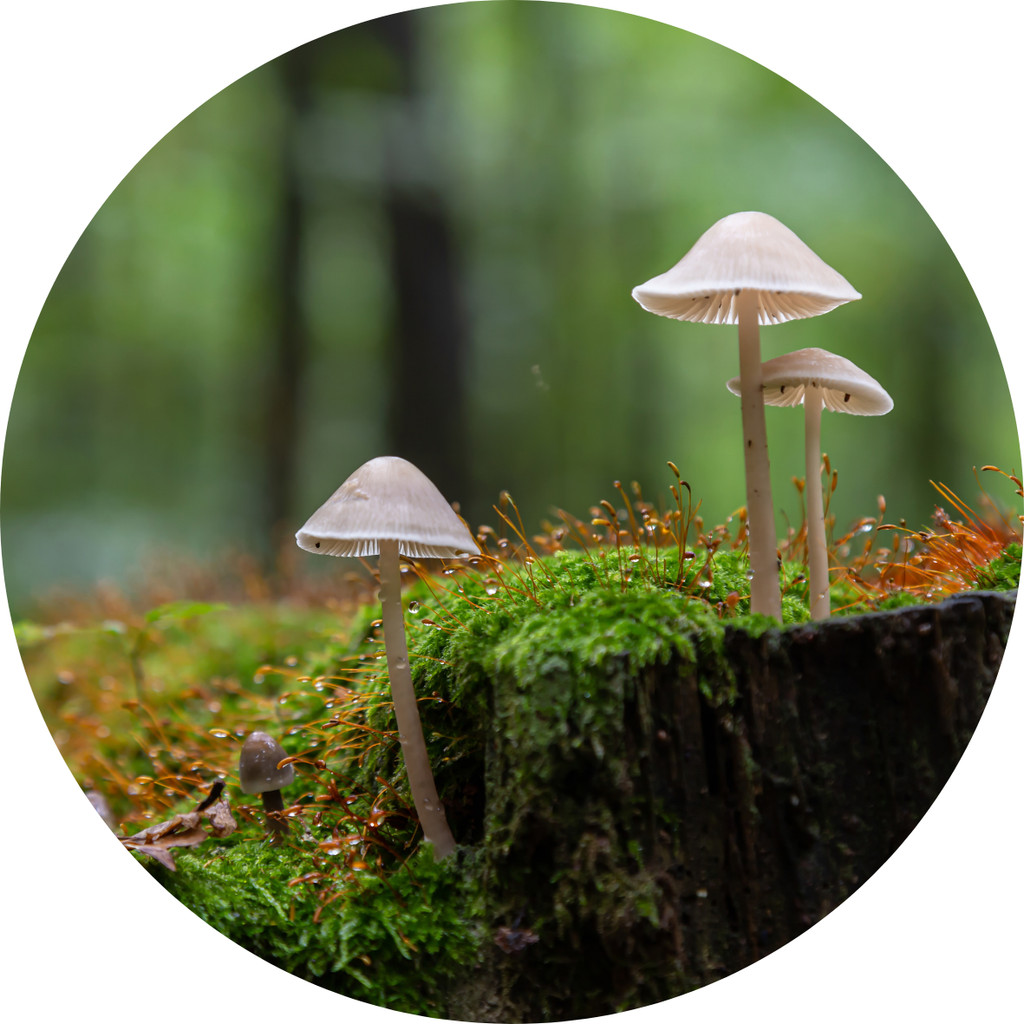 Einführung in die faszinierende Welt der Pilze