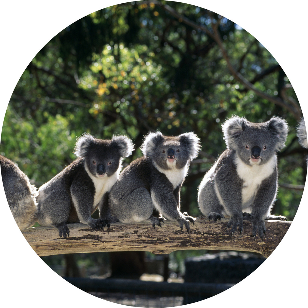 Australian animals for Kids & Parents